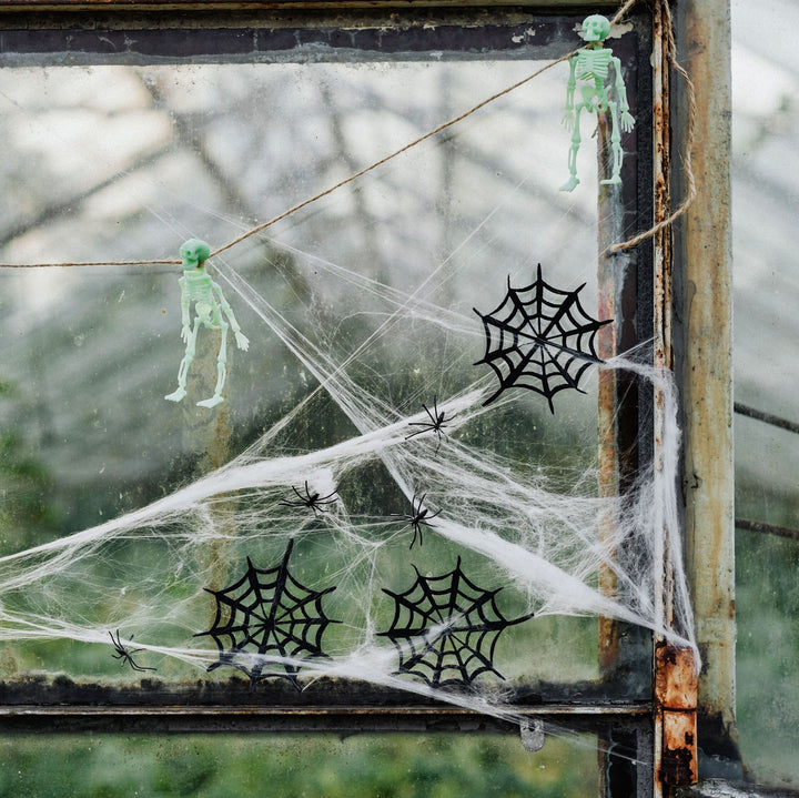 Spiders & Webs in Window