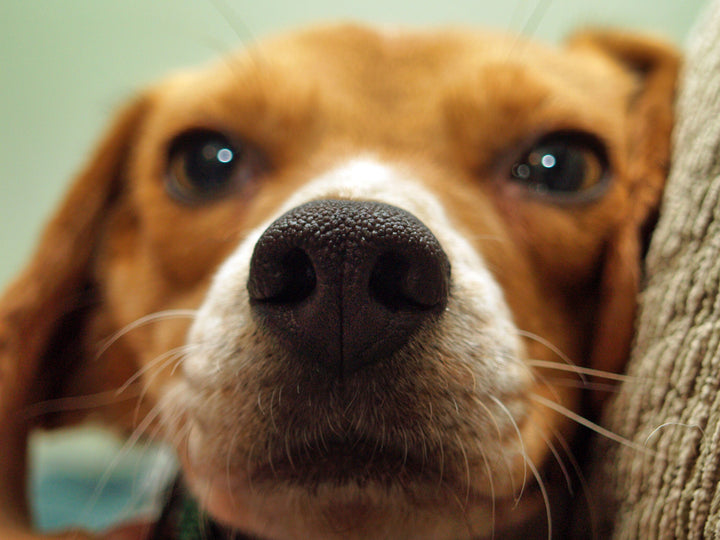 Beagle Nose