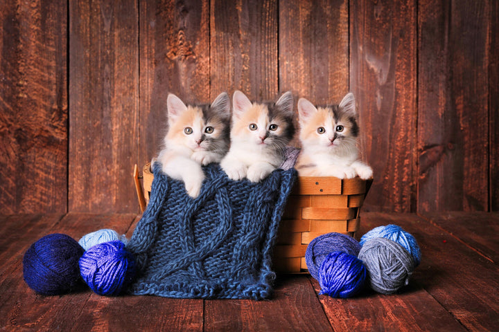 Calico Kittens in Yarn Basket