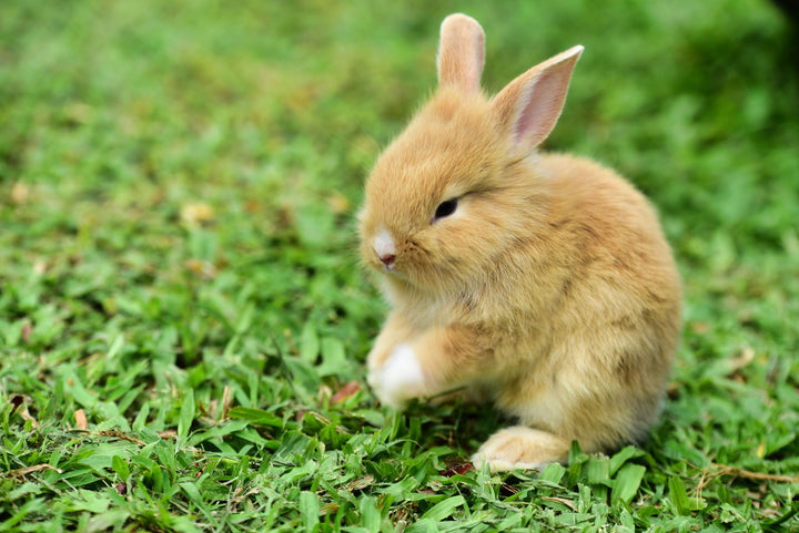 Baby Bunny on Grass