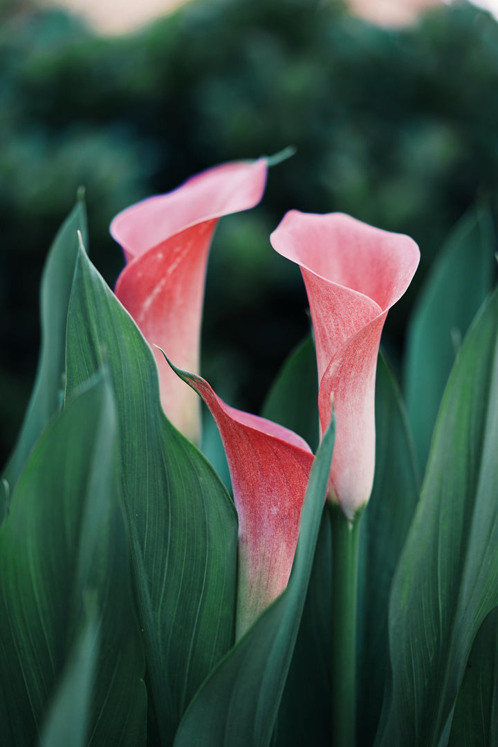 Pink Calla Lillies