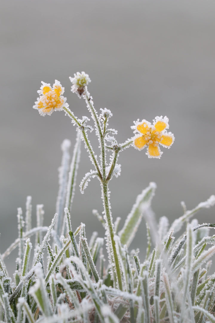 Frosted Buttercups
