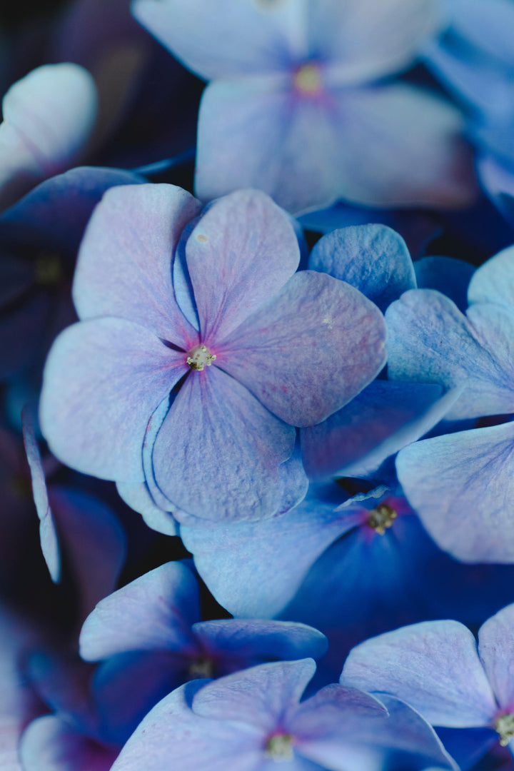 Delicate Blue Flowers
