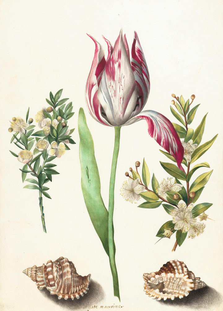 Vintage Flower Illustration