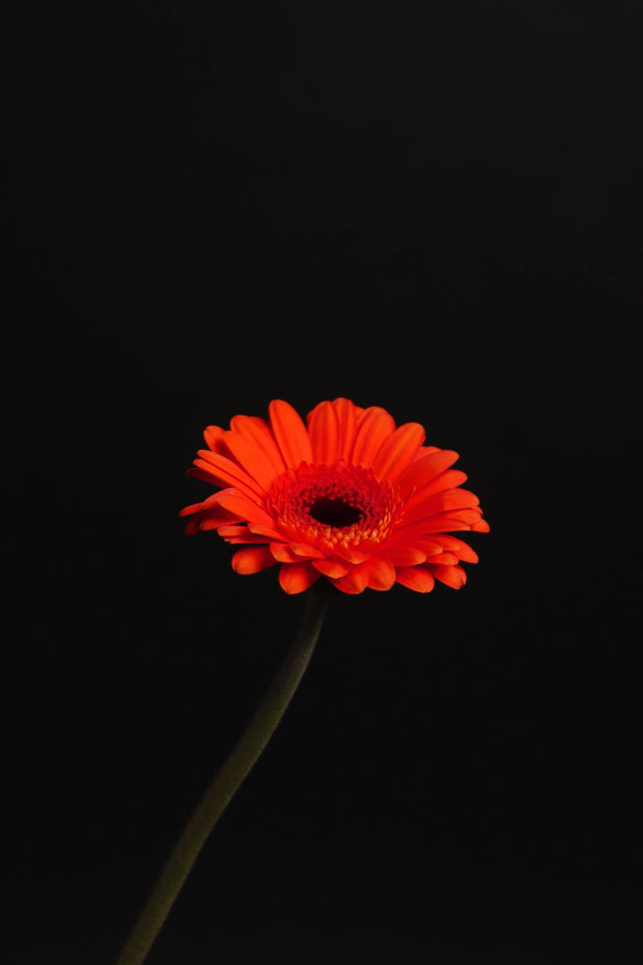 Gerbera Daisy Red