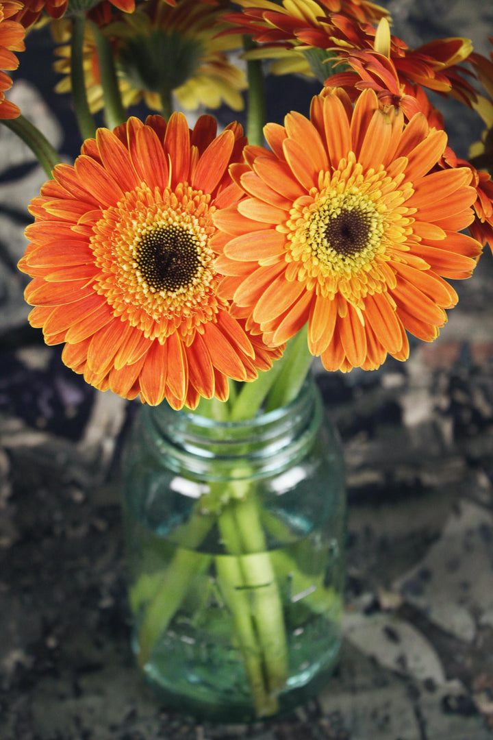 Orange Blooms in Vase