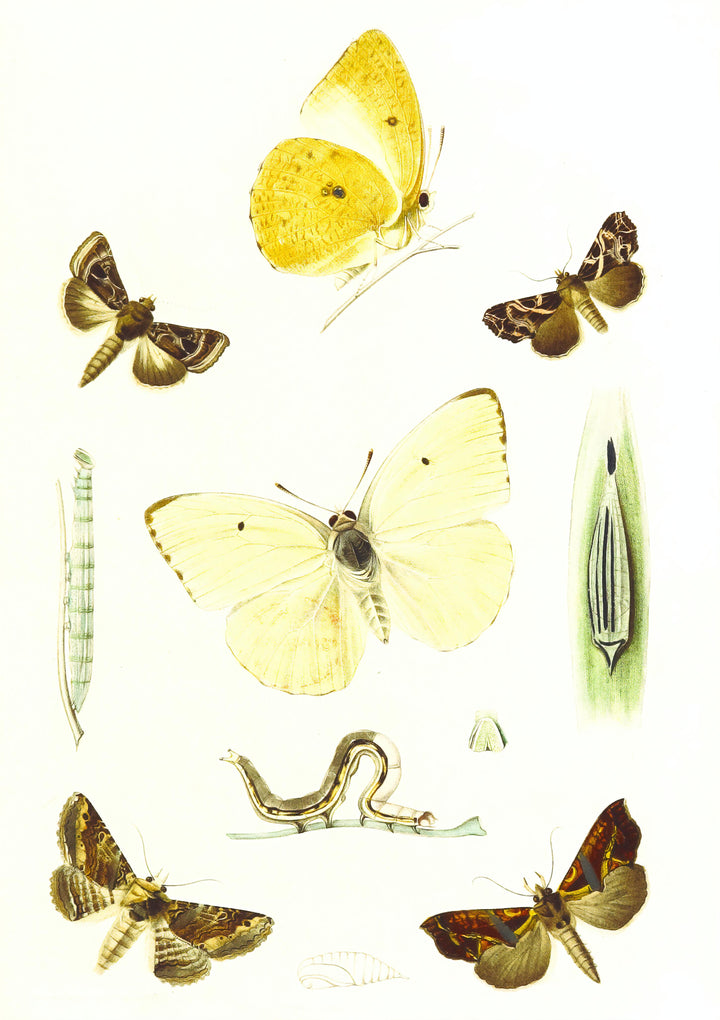 Butterlies Vintage Illustration