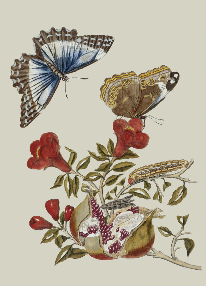 Butterlies Vintage B