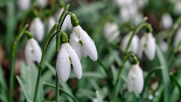 Snowdrop Flowers in Spring