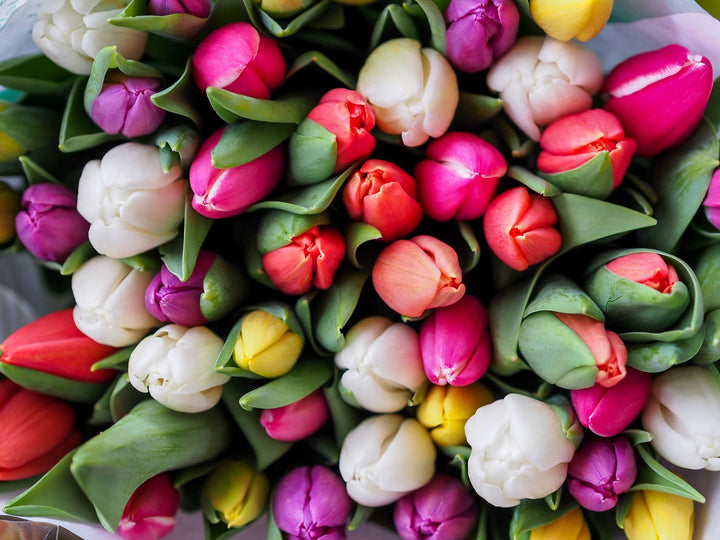 Multi-coloured Tulips