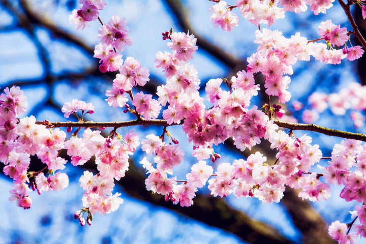 Spring Sakura Cherry Blossoms
