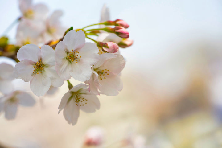 Spring White Apple Blossoms