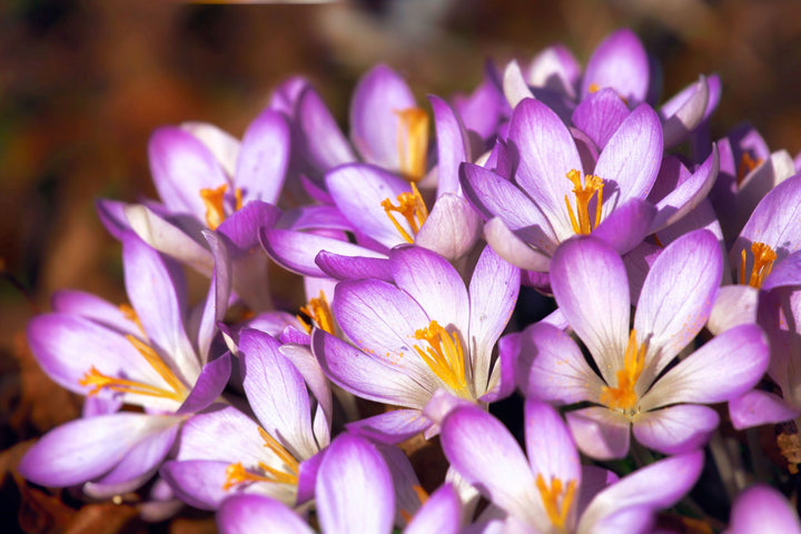 Purple Crocus in Spring Bloom