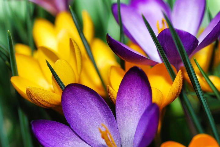 Purple & Yellow Crocus Flowers