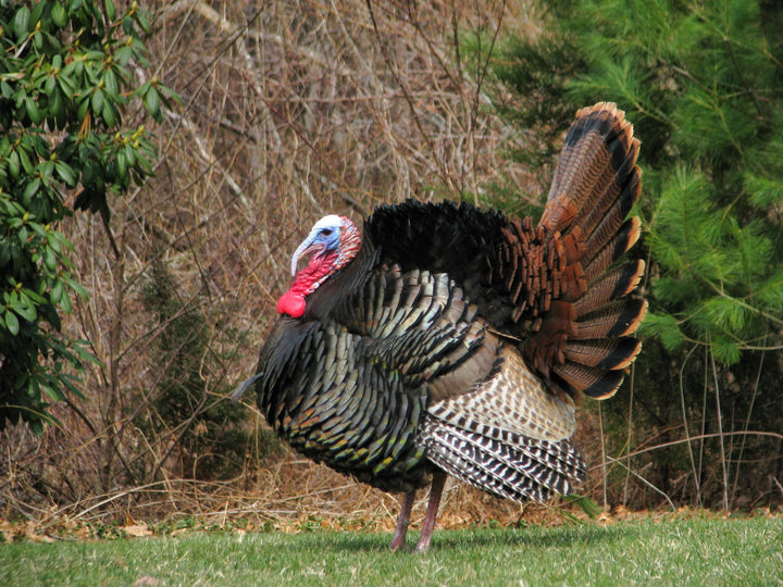 North American Turkey