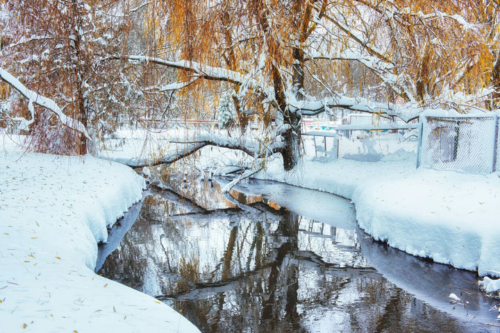 Winter River & Trees